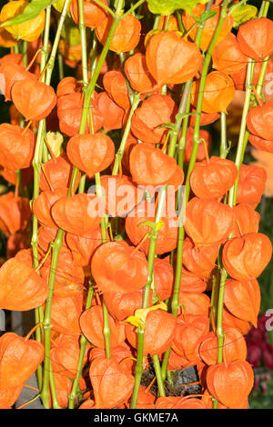 background of orange colored lampion plants Stock Photo