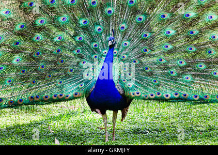 Colourful peacock bird with wide opened tail full of long feathers standing on a green grass. Stock Photo