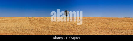 endless cultivated harvested field of crop with single tree on the horizon. Wheat belt agricultural land in South Australia and Stock Photo