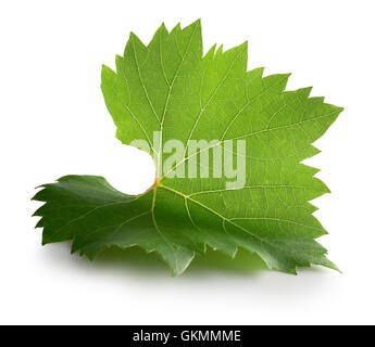 grape leaf isolated on the white background. Stock Photo