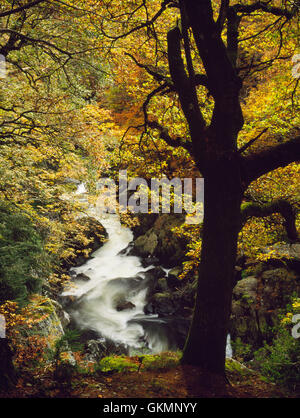 Afon Llugwy river and oak tree in autumn, upstream from Betws-yCoed. Snowdonia National Park, North Wales, UK Stock Photo