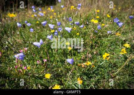 Wild flowers in bloom on the South Downs, West Sussex, UK Stock Photo