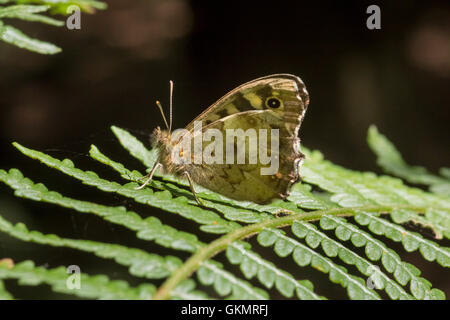 Speckled Wood butterfly on bracken frond Stock Photo