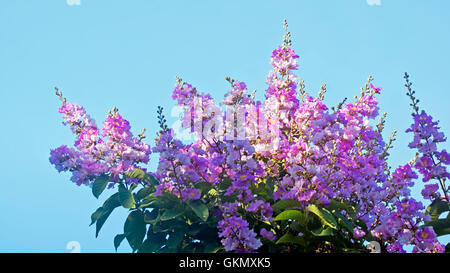 Crape myrtle flowers Stock Photo