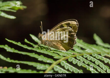 Speckled Wood butterfly on bracken frond Stock Photo