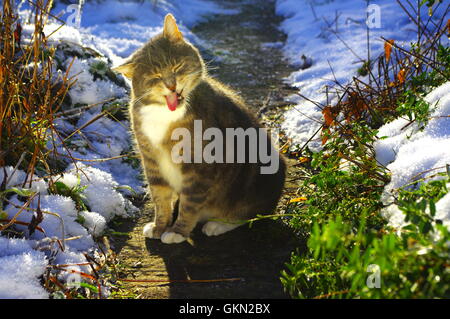 Tabby cat licking fur in winter Stock Photo