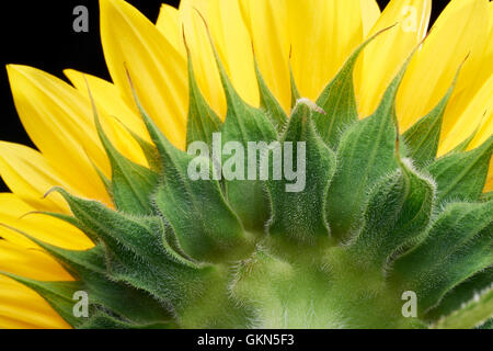 macro shot of a sunflower blossom seen from behind Stock Photo