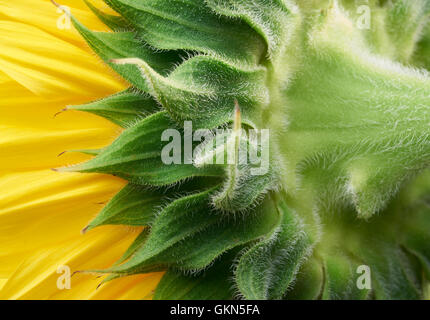 macro shot of a sunflower blossom seen from behind Stock Photo