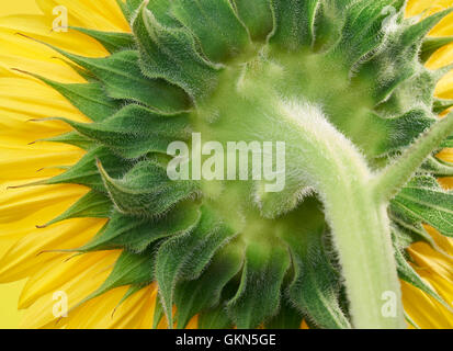 macro shot of a sunflower blossom seen from behind Stock Photo