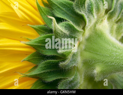 macro shot of a sunflower blossom seen from behind Stock Photo