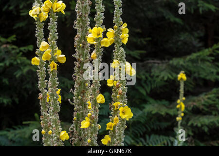 Great mullein / common mullein (Verbascum thapsus) in flower Stock Photo