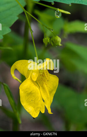 Touch-me-not balsam / yellow Balsam / wild balsam / jewelweed (Impatiens noli-tangere / Balsamina lutea) in flower Stock Photo