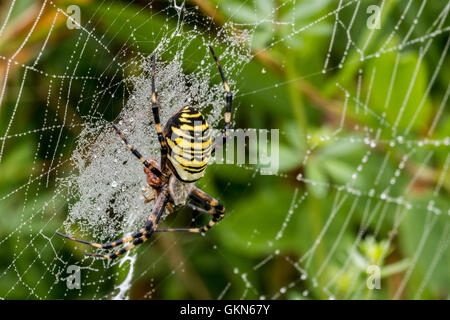 Wasp spider (Argiope bruennichi / Aranea brünnichii) feeding on caught insect in spiral orb web Stock Photo