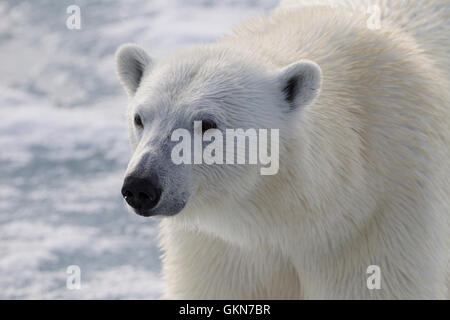 Face of  Polar Bear in close up Stock Photo