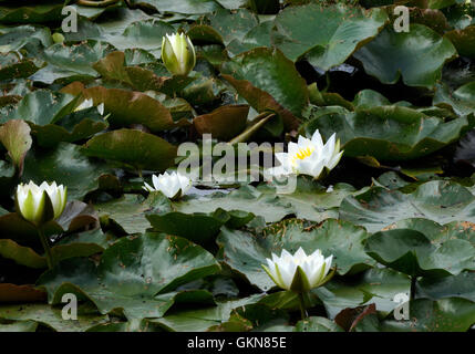 White waterlily (Nymphaea alba) leaves and flowers in a lake. Bedgebury Forest, Kent, UK. Stock Photo