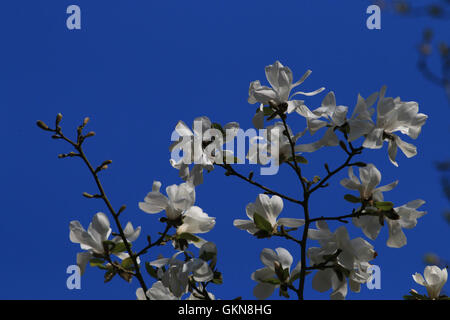 Flowering white magnolia against a crisp blue sky Stock Photo