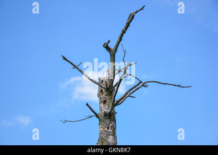 Single old and dead tree isolated on blue sky in safari Stock Photo