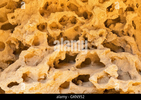Full of holes sea stone background closeup Stock Photo