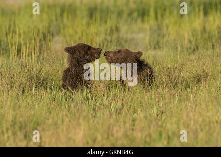 Alaskan brown bear cubs playing Stock Photo