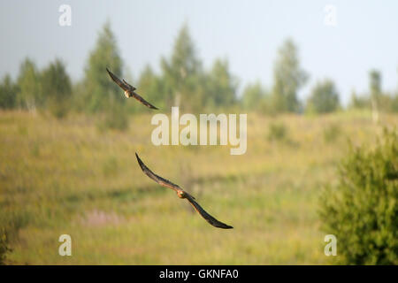 Two flying juvenile Montagus harrier (Circus pygargus). Kaluga region, Russia Stock Photo