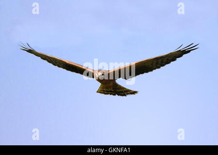 Flying juvenile Montagus harrier (Circus pygargus). Kaluga region, Russia Stock Photo