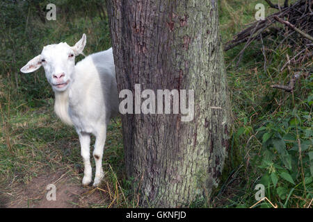 White goat staring at the camera from behind a tree Stock Photo