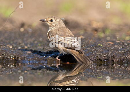 Young spotted flycatcher sits at a pond, Netherlands Stock Photo