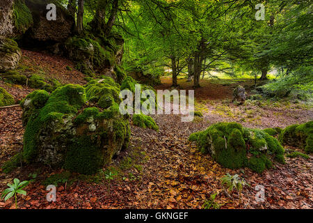 Autumn beech forest Stock Photo