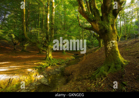 Autumn beech forest Stock Photo