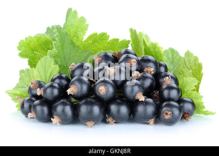 Black currant currants berries fruits fruit isolated on white Stock Photo