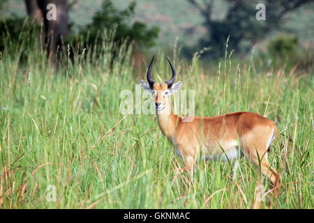 Ugandan Kob (Kobus kob thomasi) in High Grass. Ishasha, Queen Elisabeth, Uganda Stock Photo