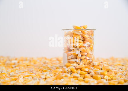 Corn in beaker used in research of food products, GMOs, and biofuels Stock Photo
