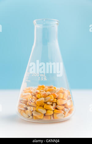 Corn in erlenmeyer flask on blue used in research of food and biofuels Stock Photo