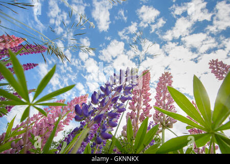 View of purple and pink wild lupin flowers from below looking up to blue sky Stock Photo