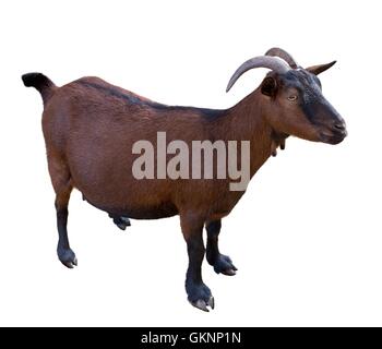 goat. domesticated, brown color. top view Stock Photo