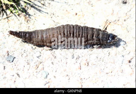 Larva of the European Great silver water beetle (Hydrophilus piceus) A.k.a Brown Hydrophile or Giant diving beetle. Stock Photo