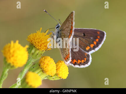 European Brown Argus butterfly (Aricia agestis, Plebeius agestis) Stock Photo