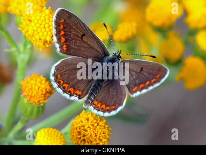 Brown Argus (Aricia agestis) foraging on a scabiosa flower in spring ...