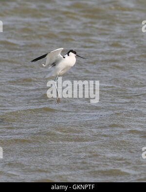 European Pied Avocet (Recurvirostra avosetta) in flight,  just after taking off Stock Photo