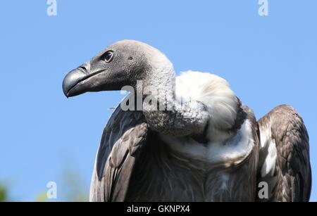 Portrait closeup of an African White-backed vulture (Gyps africanus) - seen in profile Stock Photo