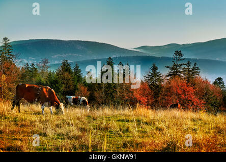 Idyllic mountain autumn scenery with cattle grazing. Beskid Mountains. Mountain Landscape. Cows grazing on grass. Stock Photo