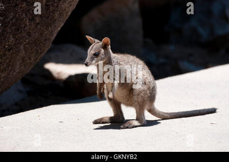 Allied Rock Wallaby (Petrogale assimilis) on Magnetic Island, Queensland Stock Photo