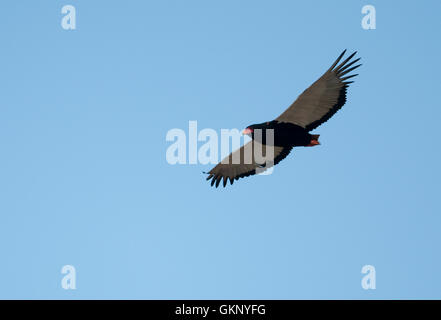 Bateleur (Terathopius ecaudatus) in flight over Kruger National Park Stock Photo