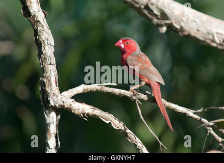 Crimson Finch (Neochmia phaeton) at Tyto Wetlands, Australia Stock Photo