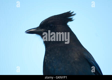 Steller's Jay (Cyanocitta stelleri) close up on Vancouver Island Stock Photo