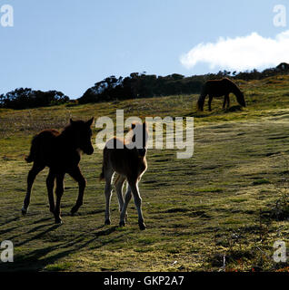 Two Dartmoor foals on the slopes of HayTor, playing & having fun Stock Photo