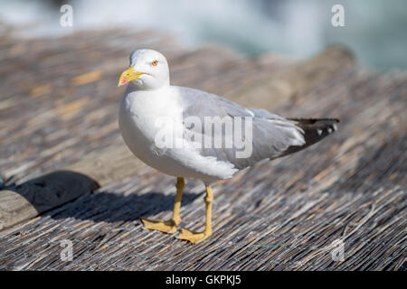 Seagull standing on a reed roof Stock Photo