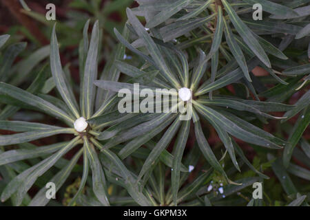 Milky exudation from a cut stem of an ornamental Euphorbia plant, the exudation is a skin irritant Stock Photo