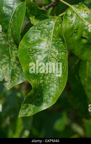 Early damage caused by pear leaf blister mite, Eriophyes pyri, to leaves of a pear tree, Berkshire, June Stock Photo