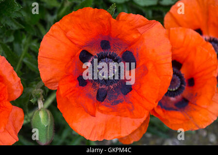 Large red flower of an oriental poppy, Papaver orientalis, with a dark markings and young anthers Stock Photo